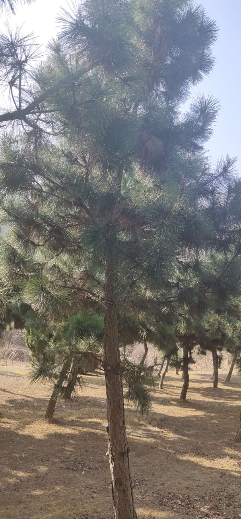 胸径10−20公分黑松