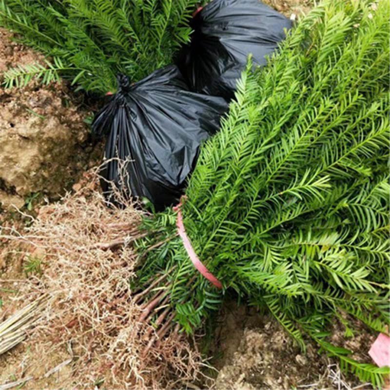 正宗南方红豆杉树苗果子曼地亚办公室内盆景盆栽发财树大型绿
