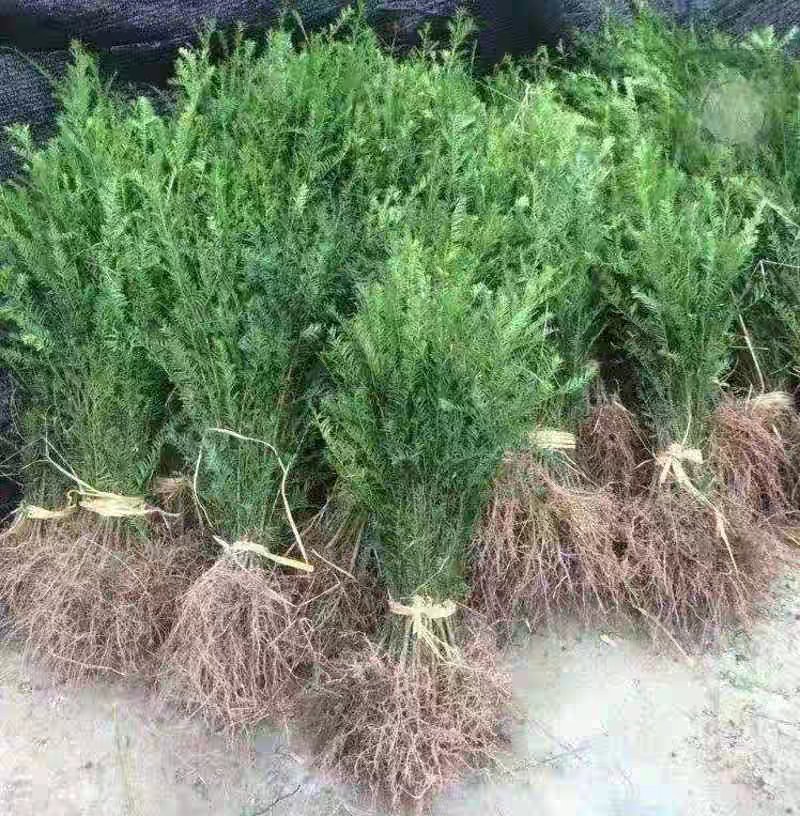 正宗南方红豆杉树苗果子曼地亚办公室内盆景盆栽发财树大型绿
