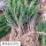 正宗南方红豆杉树苗果子曼地亚办公室内盆景盆栽发财树大型绿