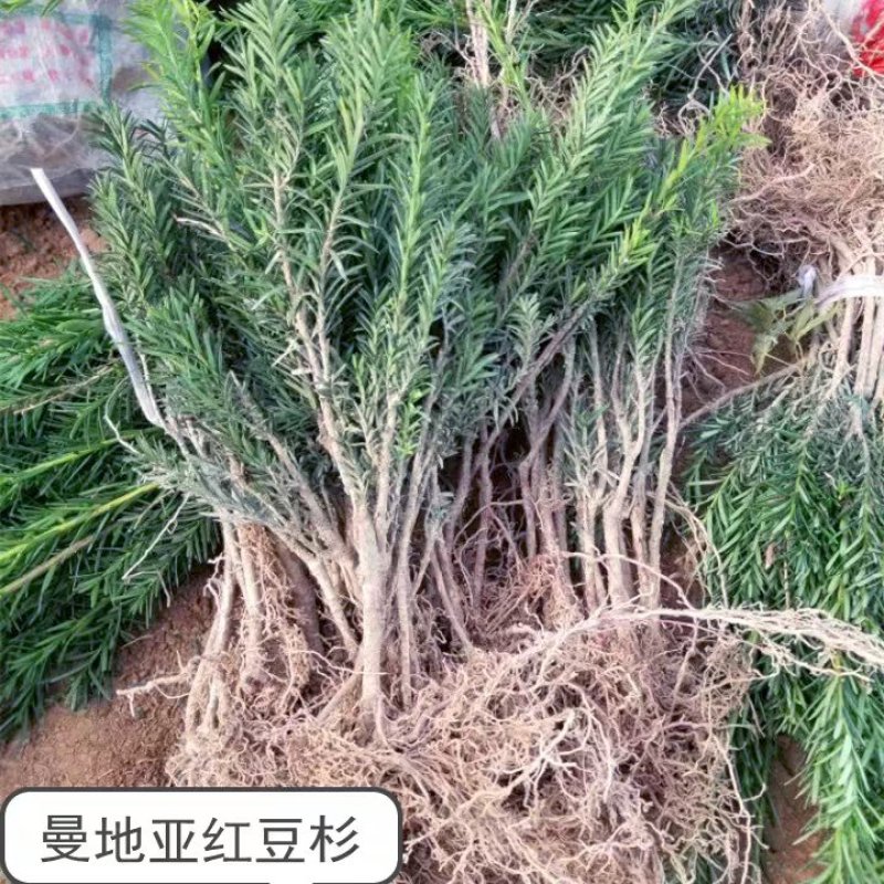 正宗南方红豆杉树苗果子曼地亚办公室内盆景盆栽发财树大型绿