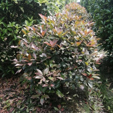 红叶石楠球，红叶石楠地苗，红叶石楠袋苗，