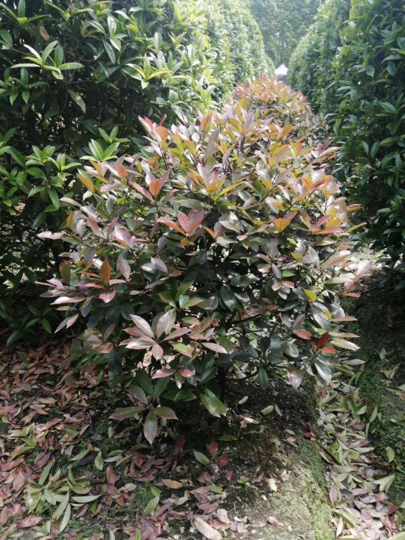 红叶石楠球，红叶石楠地苗，红叶石楠袋苗，