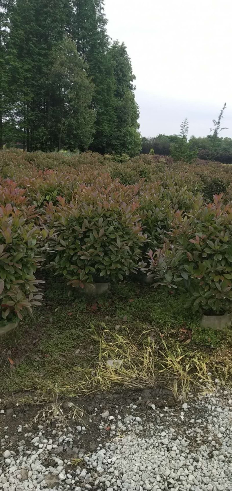 红叶石楠球，红叶石楠地苗，红叶石楠袋苗，