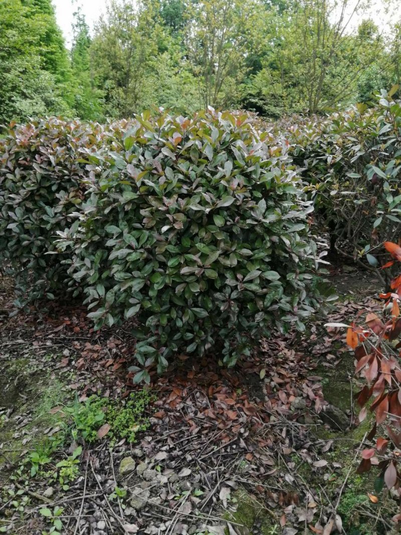 红叶石楠球，红叶石楠地苗，红叶石楠袋苗，