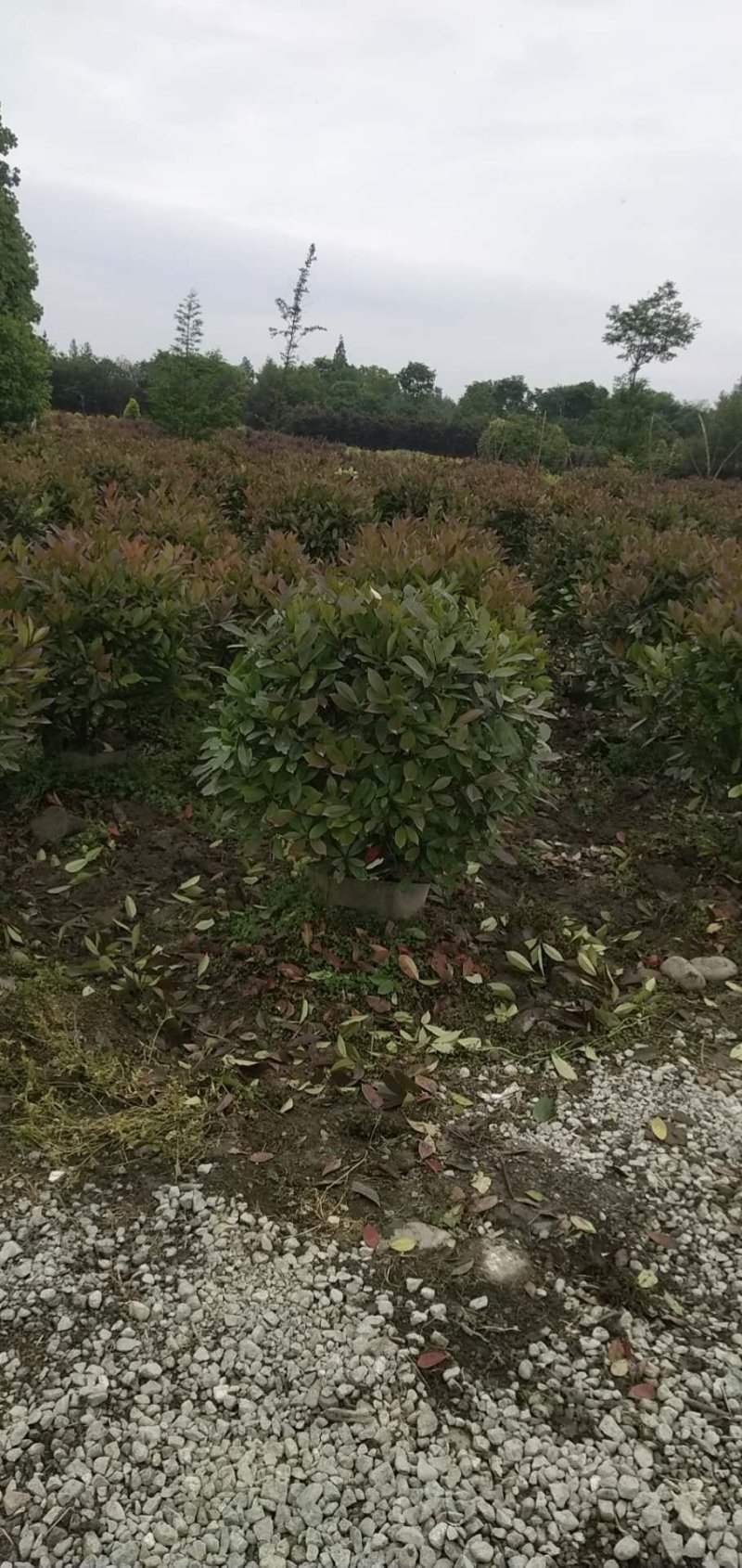 红叶石楠球，红叶石楠地苗，红叶石楠袋苗，