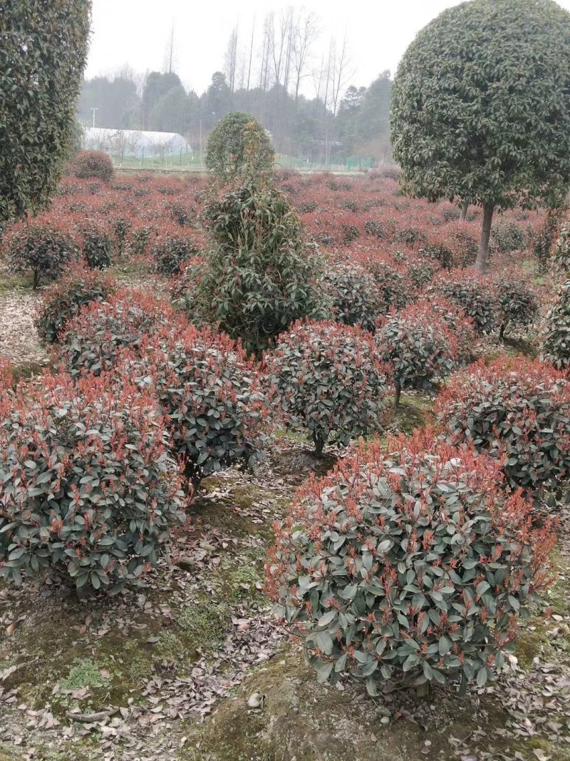 红叶石楠球，红叶石楠地苗，红叶石楠袋苗，
