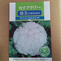 进口高端欧兰德进口松花菜种子日本青梗松花菜抗性好产量
