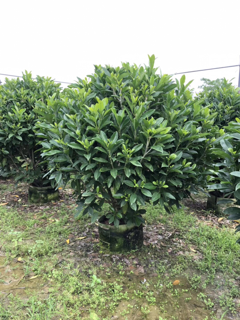 乔灌木非洲茉莉(价格实惠，量大从优)长期供应