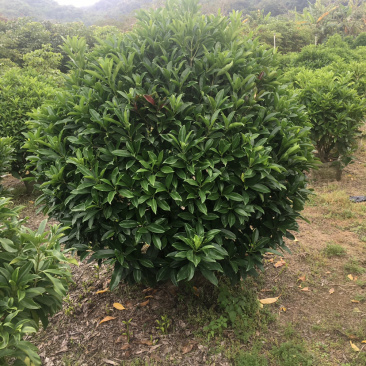 乔灌木非洲茉莉(价格实惠，量大从优)长期供应