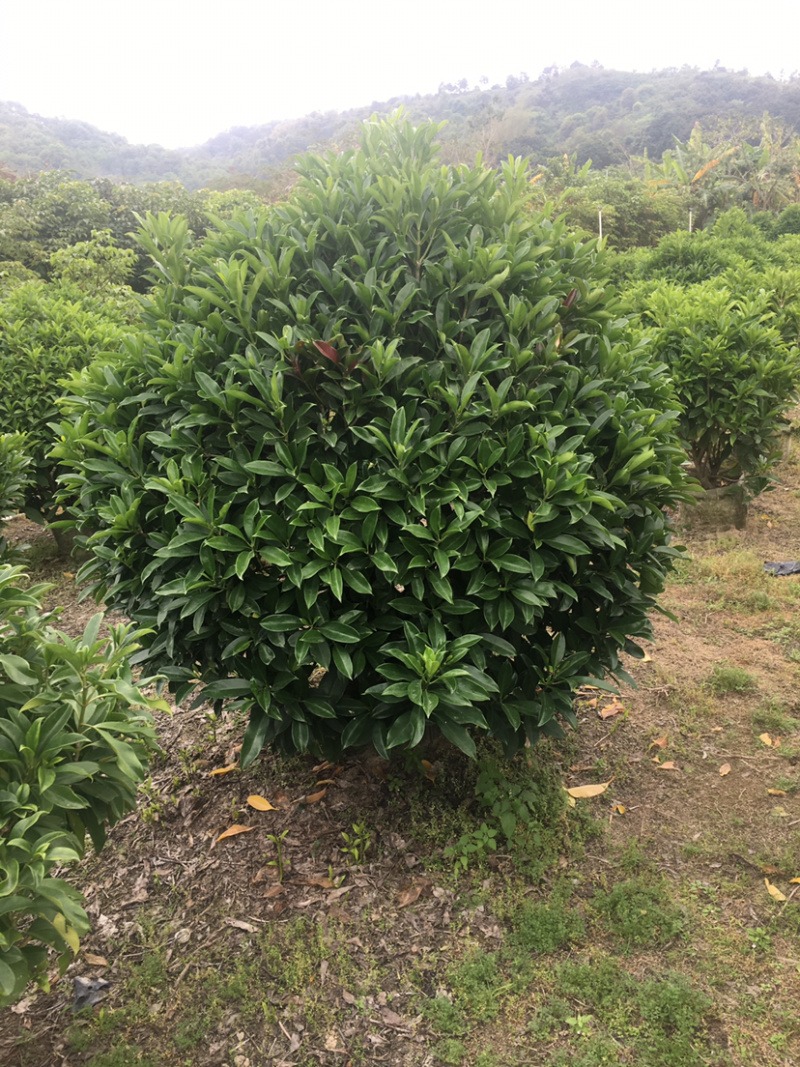 乔灌木非洲茉莉(价格实惠，量大从优)长期供应