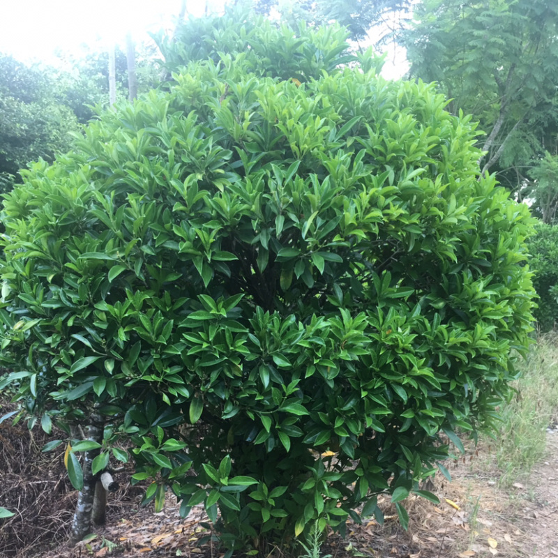 乔灌木非洲茉莉(价格实惠，量大从优)长期供应
