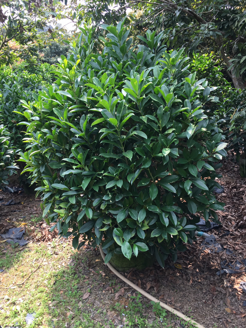 乔灌木非洲茉莉(价格实惠，量大从优)长期供应