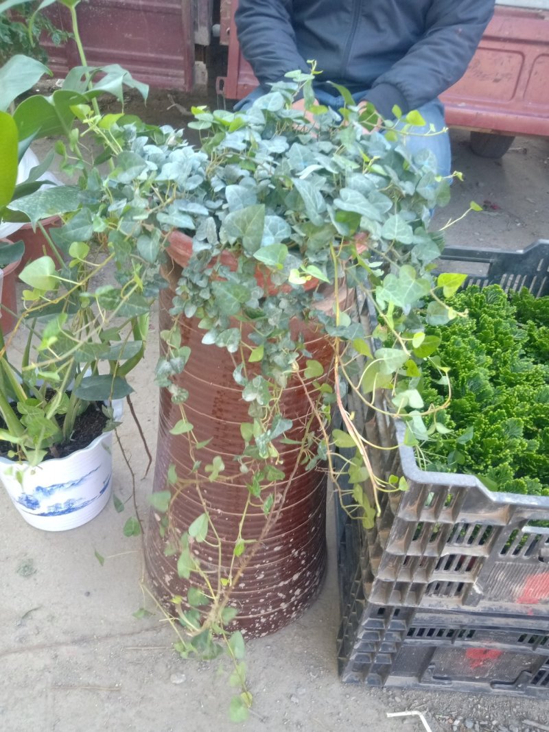 常春藤，观赏用苗，绿色用苗规格起全，基地直销