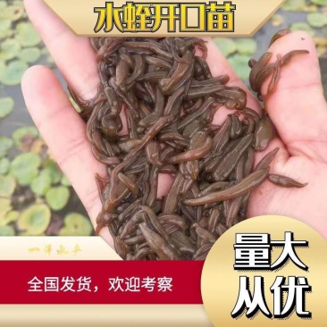启东水蛭苗原厂地一手货源包苗种真宗苏南苗