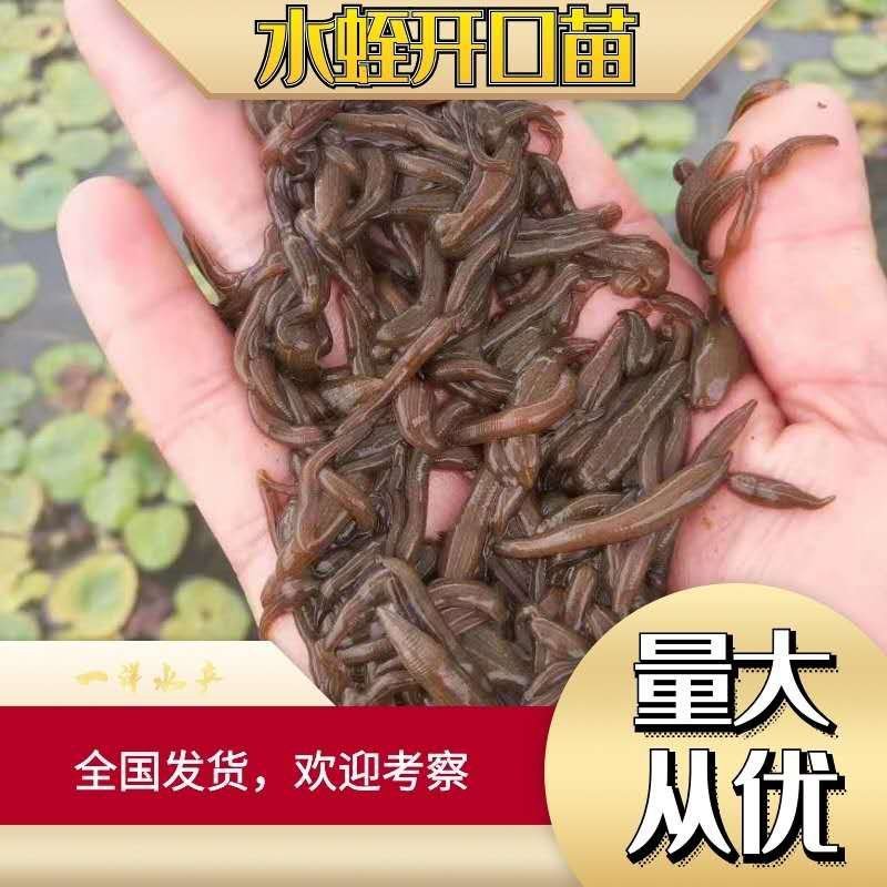 启东水蛭苗原厂地一手货源包苗种真宗苏南苗