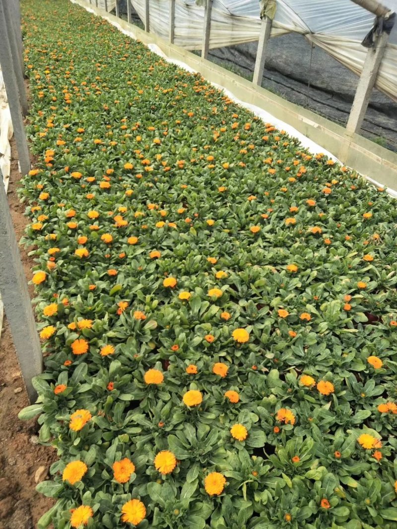 金盏菊，基地直销，常年销售各种绿化苗木。