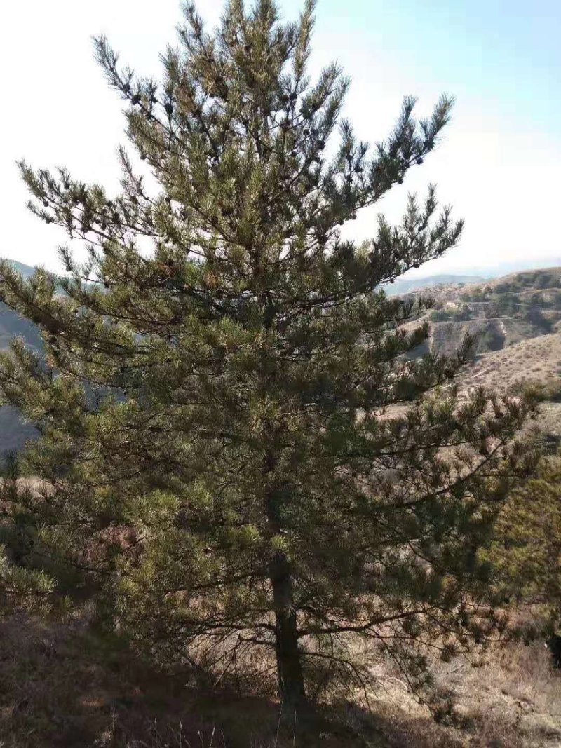 大规格油松
