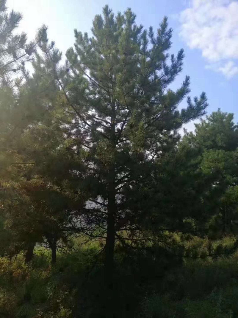 大规格油松