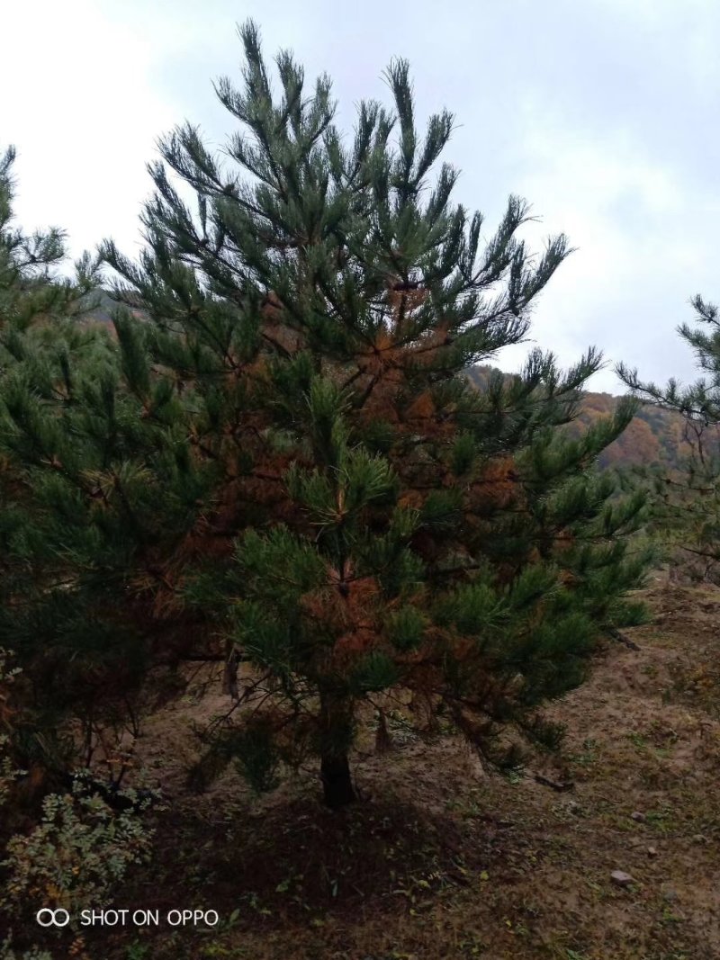 大规格油松