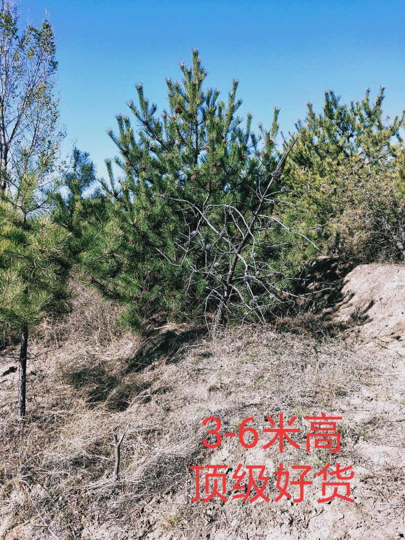 大规格油松