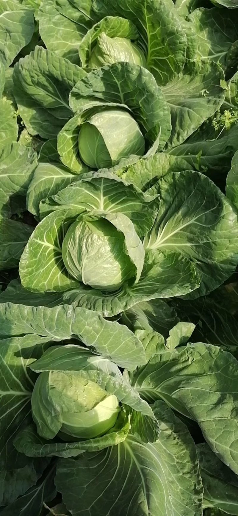 甘蓝面包菜大量上市中甘21甘蓝1~2公斤