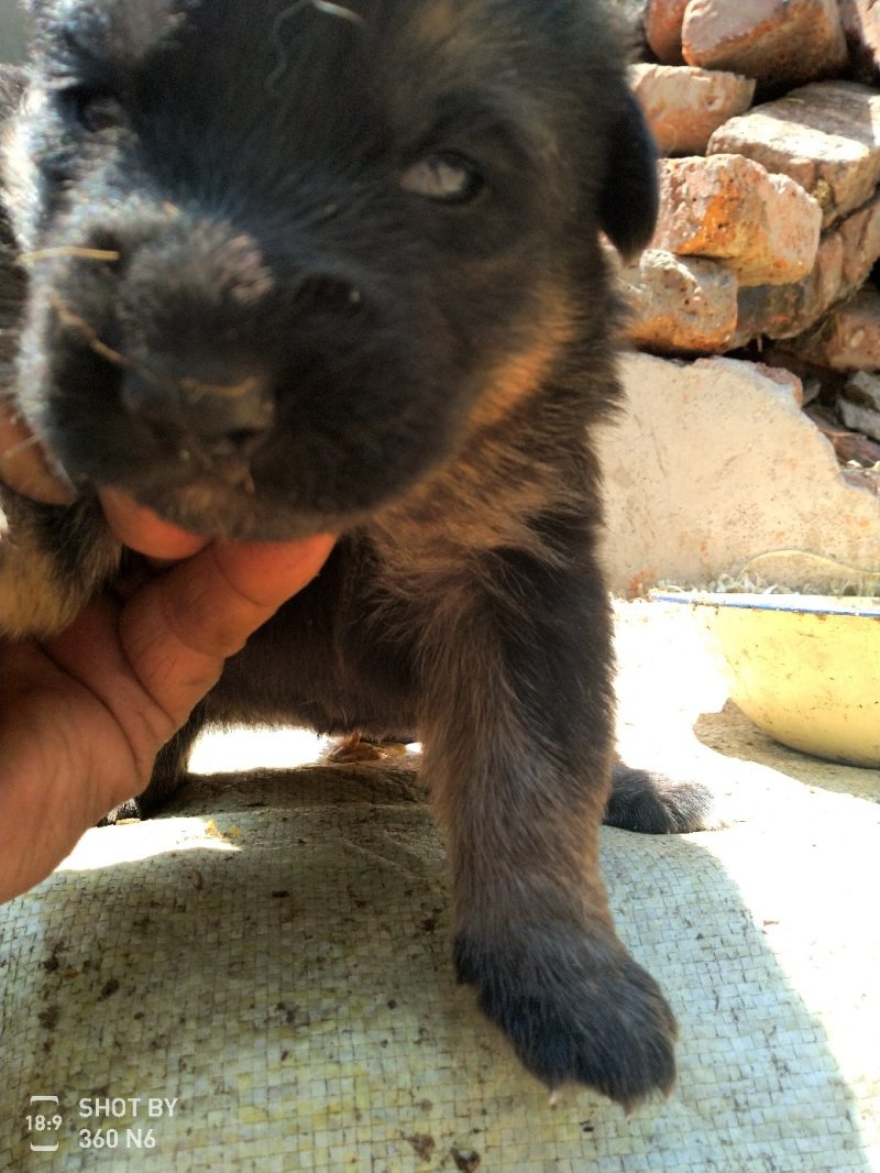 宠物狗德国黑背幼犬，短毛，性格温顺！勇敢！