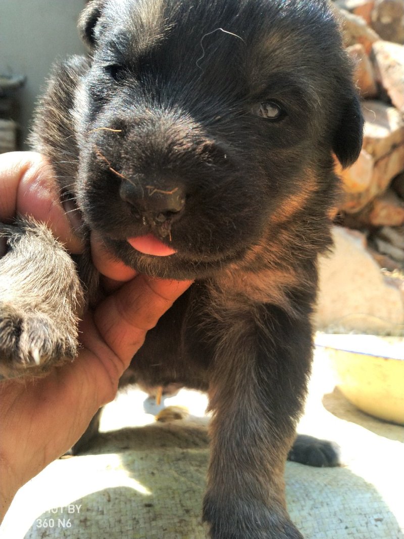 宠物狗德国黑背幼犬，短毛，性格温顺！勇敢！