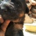 宠物狗德国黑背幼犬，短毛，性格温顺！勇敢！