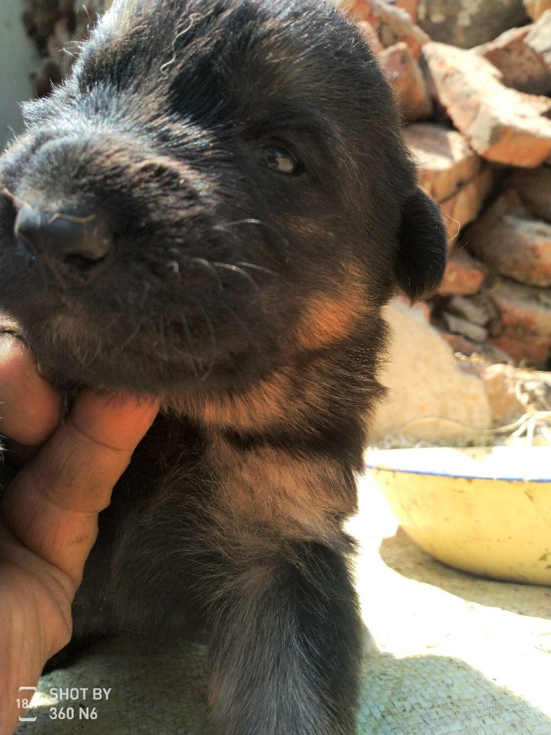 宠物狗德国黑背幼犬，短毛，性格温顺！勇敢！