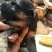 宠物狗德国黑背幼犬，短毛，性格温顺！勇敢！