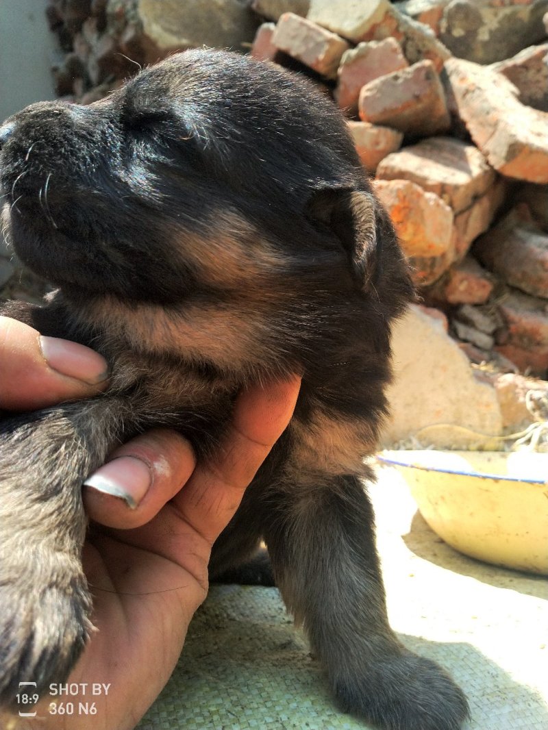 宠物狗德国黑背幼犬，短毛，性格温顺！勇敢！