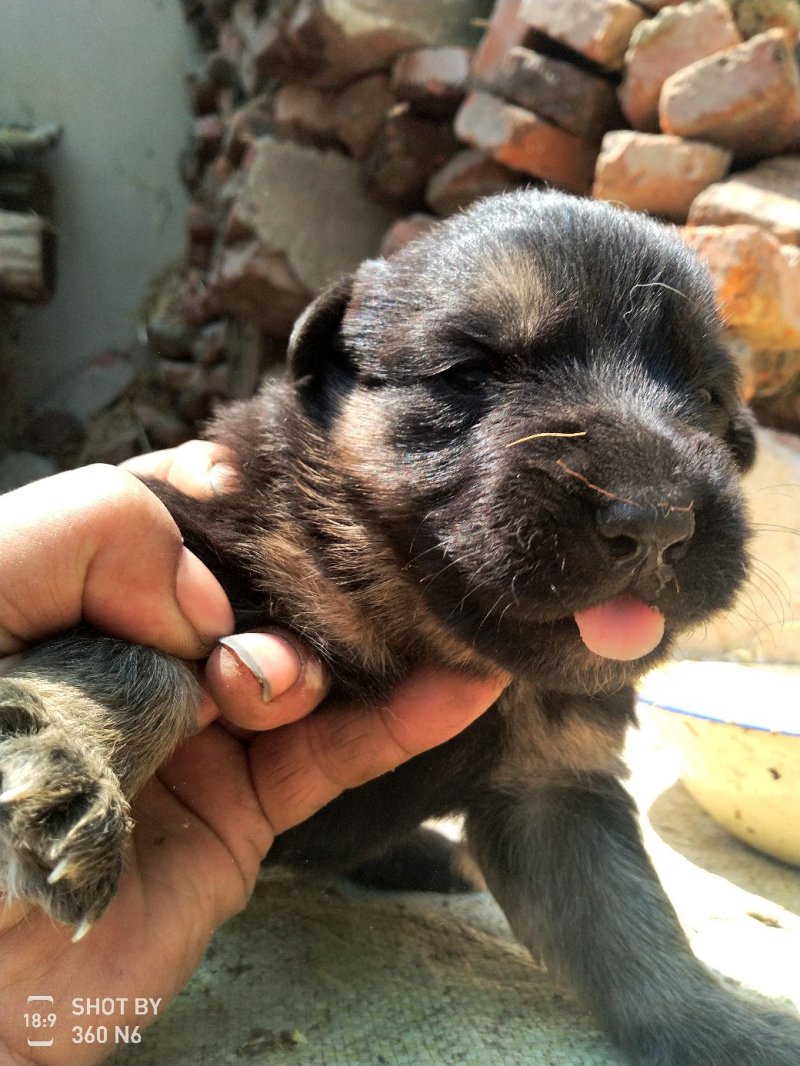 宠物狗德国黑背幼犬，短毛，性格温顺！勇敢！