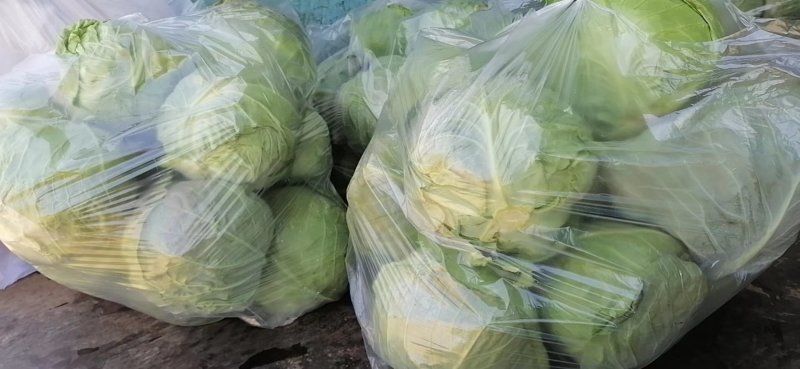 唐山玉田，中甘21甘蓝，大量上市，，，，，