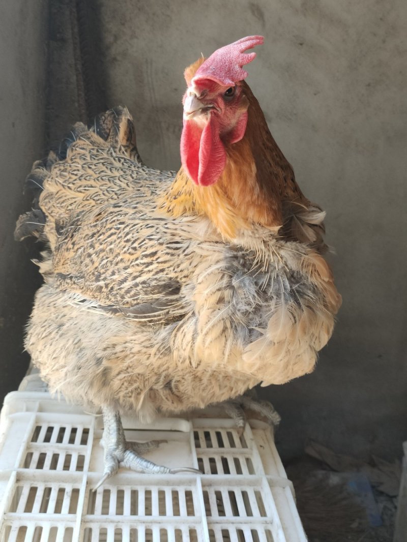 肉鸡麻鸡种蛋青脚麻鸡受精种蛋可孵化小鸡新鲜蛋
