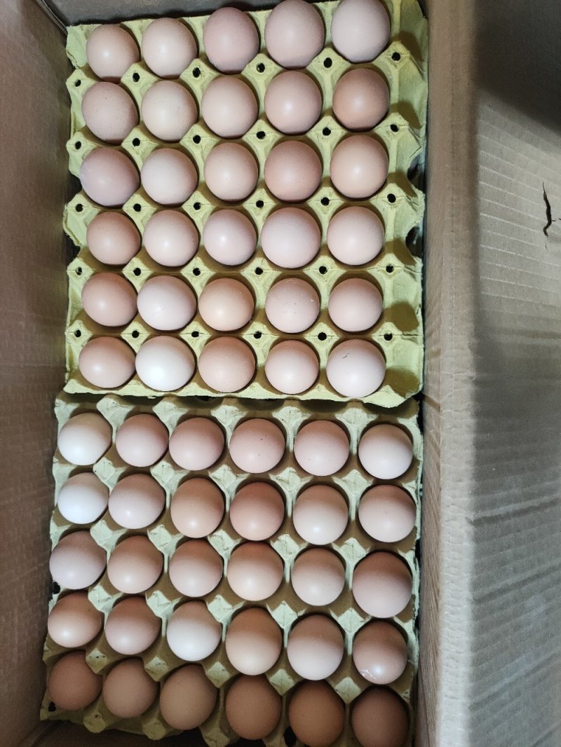 肉鸡麻鸡种蛋青脚麻鸡受精种蛋可孵化小鸡新鲜蛋