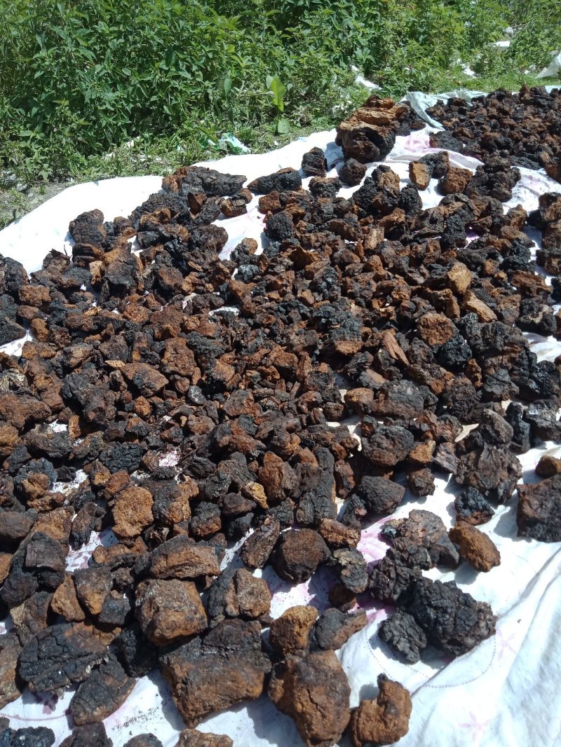 正宗西藏纯野生桦树茸