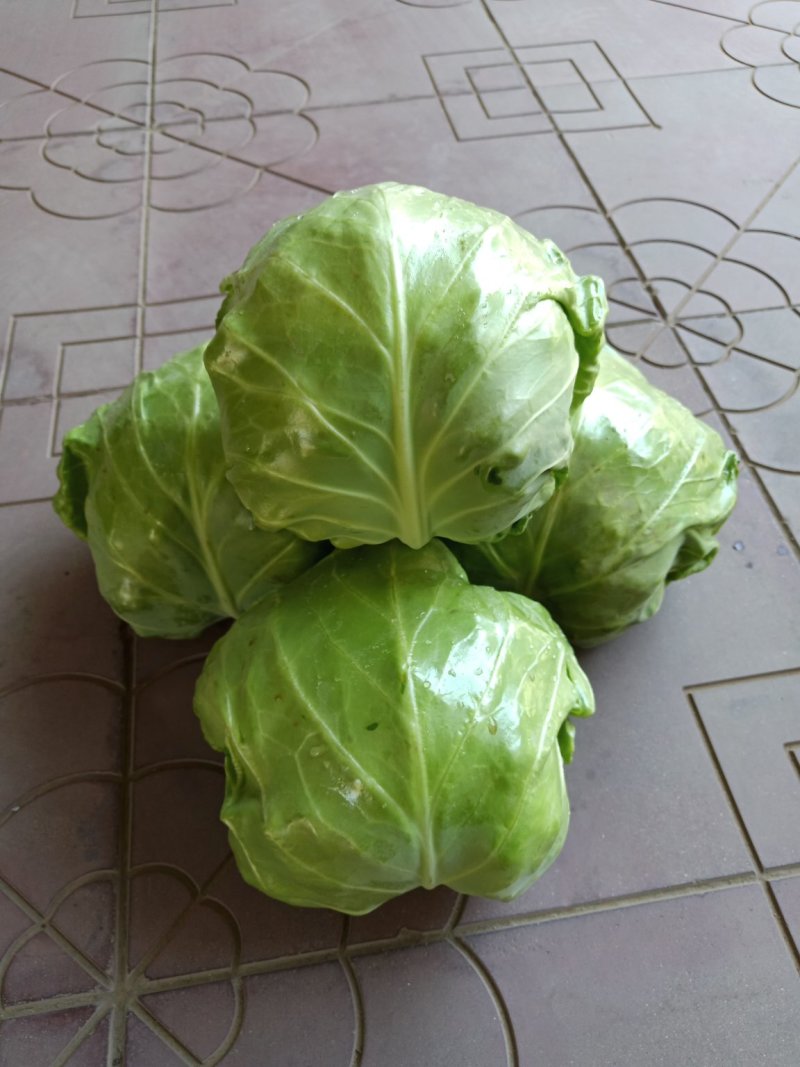 河北定州蔬菜基地甘蓝大量上市