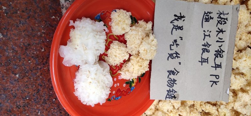 椴木小银耳
