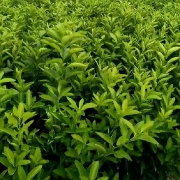 南丰蜜桔苗0.35/0.5米