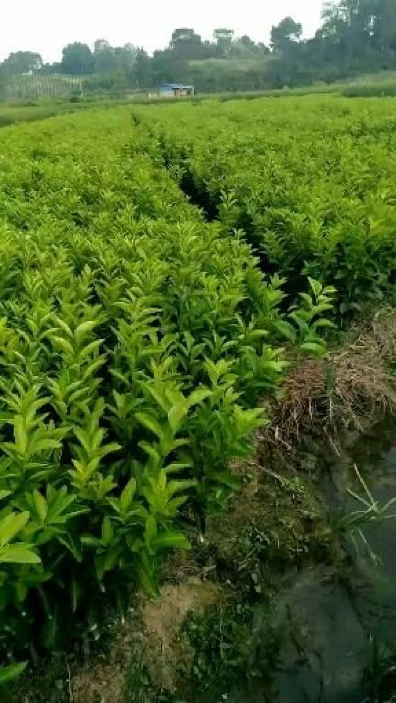 南丰蜜桔苗0.35/0.5米