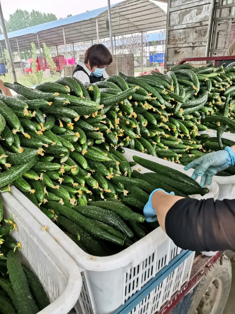 河南滑县无公害蔬菜基地，嫁接油亮型黄瓜，已经大量上市