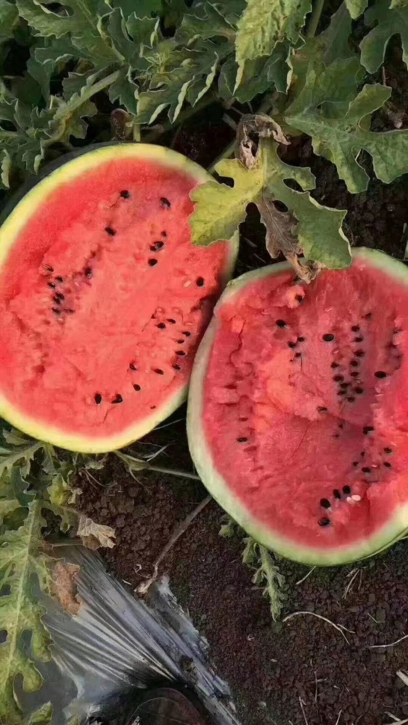 甜王西瓜包熟