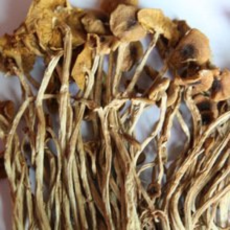 茶树茹