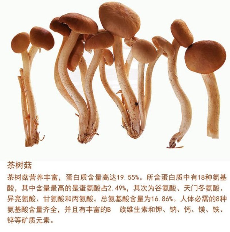 茶树茹