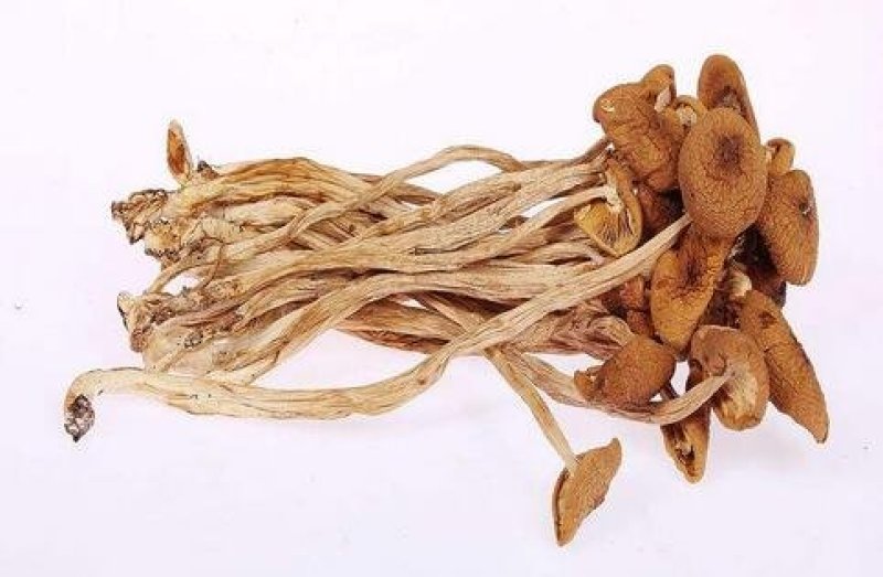 茶树茹