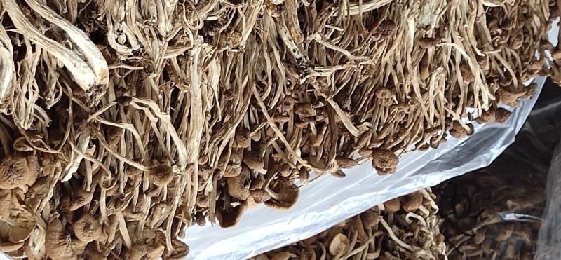 茶树茹