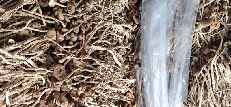 茶树茹