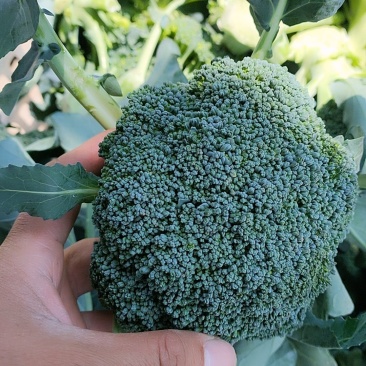 精品耐寒优秀西兰花大量上市江苏基地直供质量保证全国发货