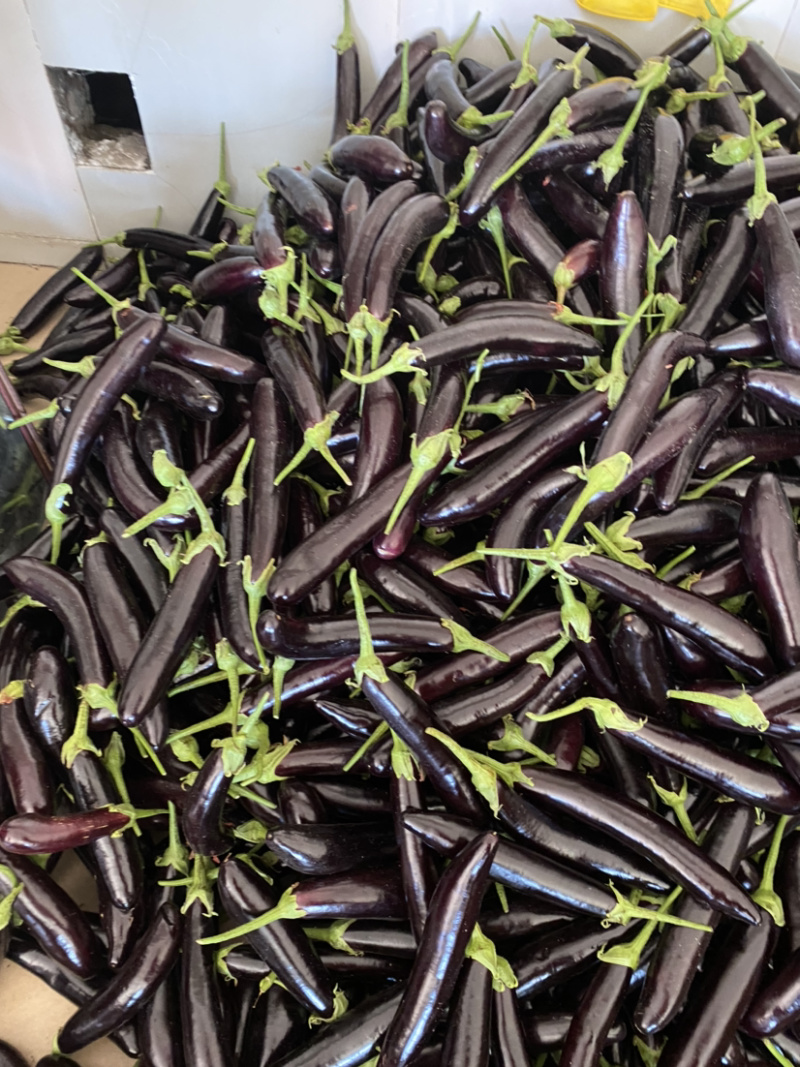 优质茄子茄子5两以上个大均匀质量保障视频看货欢迎来电